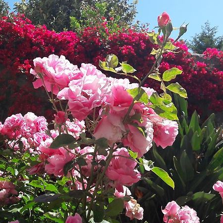Back To Sorrento Bed & Breakfast Sant'Agnello Luaran gambar